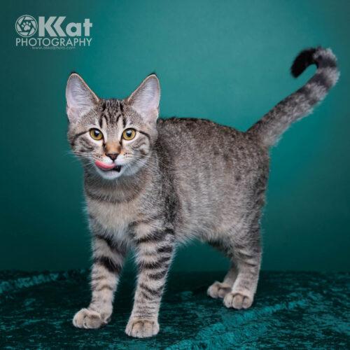 Enlarge Rosalie, a Adoptable Domestic Short Hair in Edmond, OK image 3/5