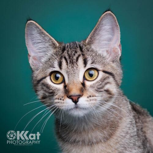 Rosalie, Adoptable, Kitten Female Domestic Short Hair.