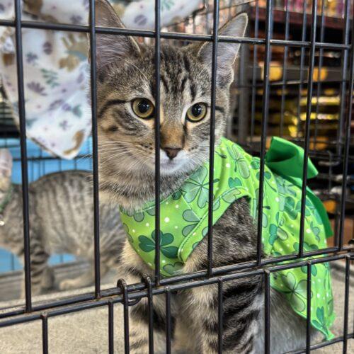 Enlarge Rosalie, a Adoptable Domestic Short Hair in Edmond, OK image 4/5