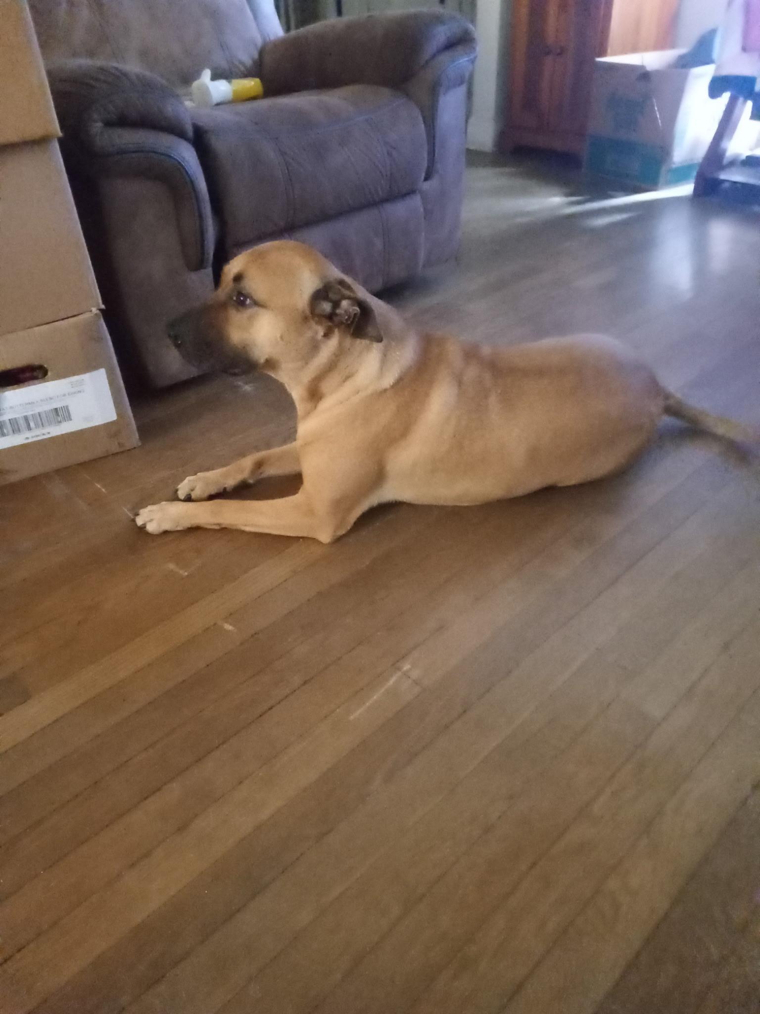 Enlarge dog needs a foster, a ADOPTABLE mixed breed in Staunton, VA image 2/3