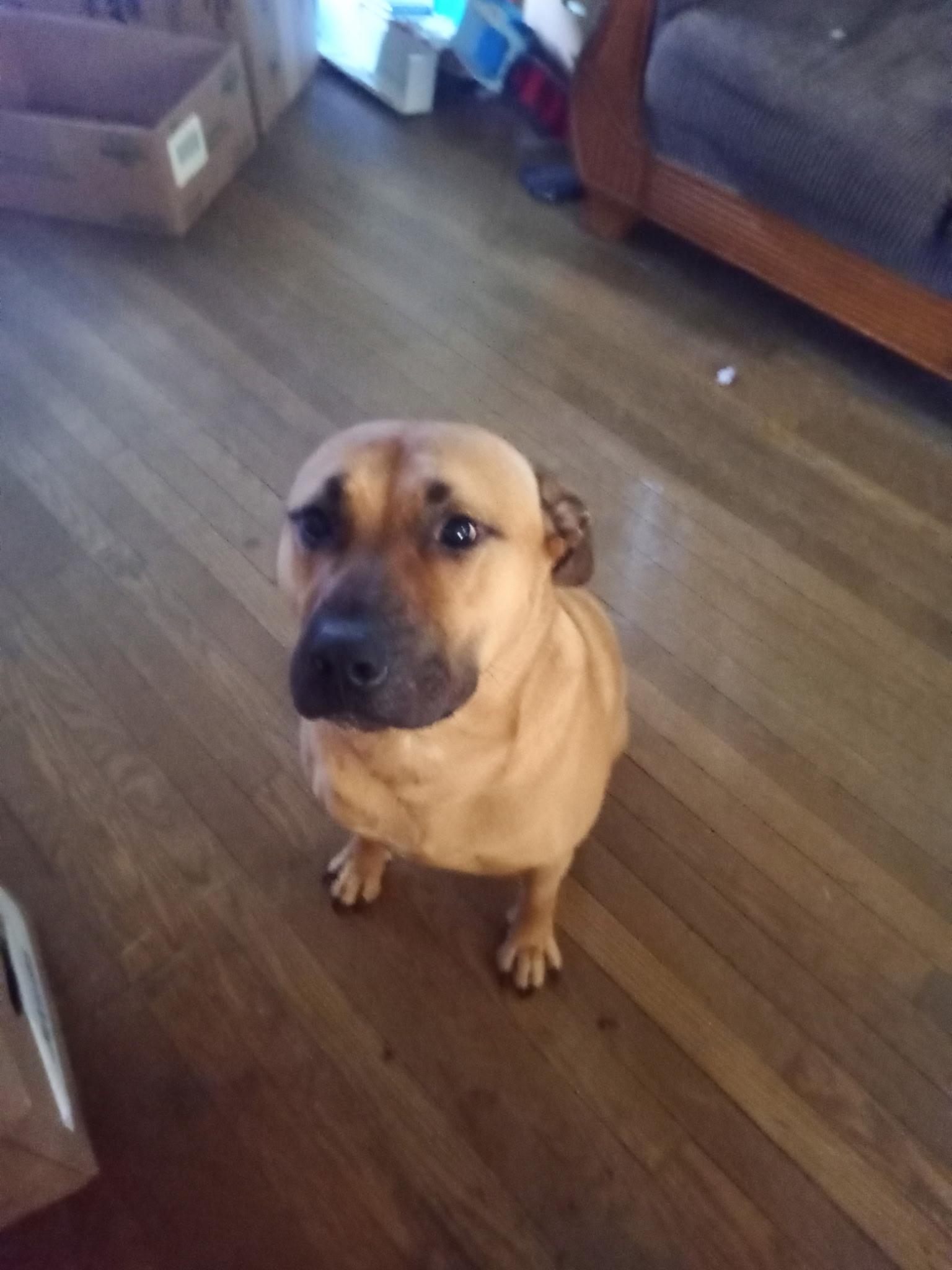 dog needs a foster, ADOPTABLE, Adult Male American Shorthair.