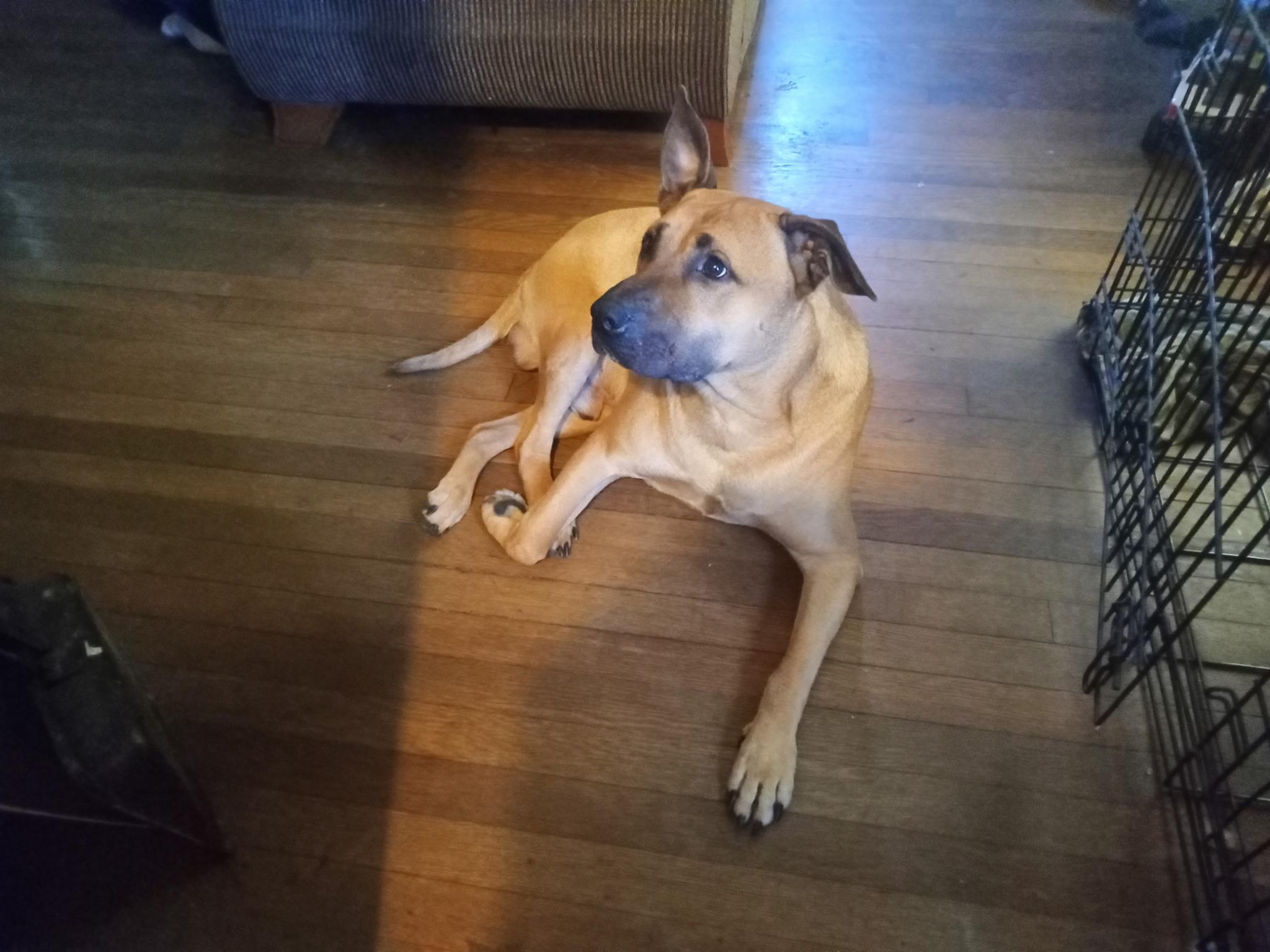 Enlarge dog needs a foster, a ADOPTABLE mixed breed in Staunton, VA image 3/3