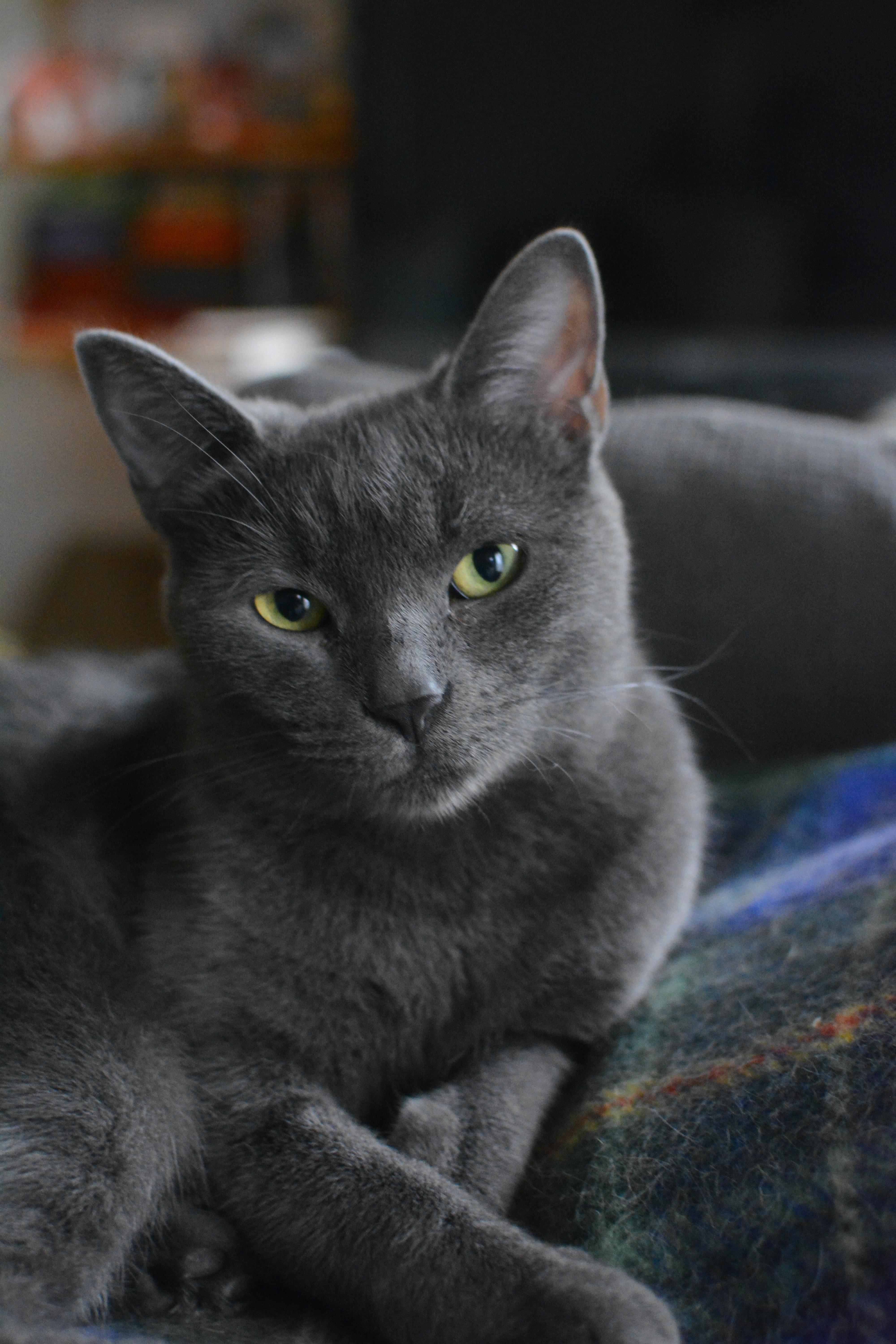 Enlarge Myrtille, a Adoptable Domestic Short Hair in Montreal, QC image 3/4