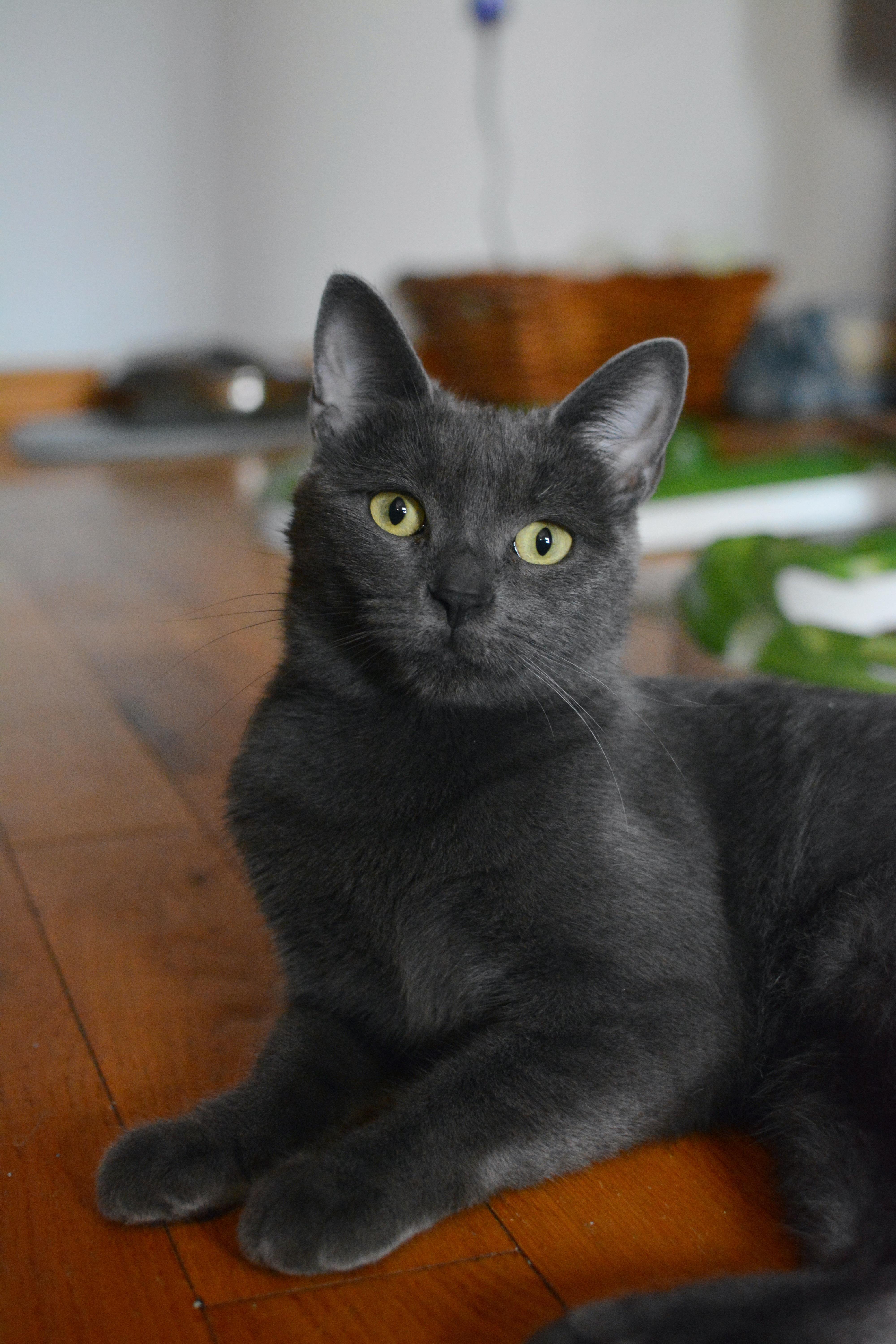 Enlarge Myrtille, a Adoptable Domestic Short Hair in Montreal, QC image 2/4