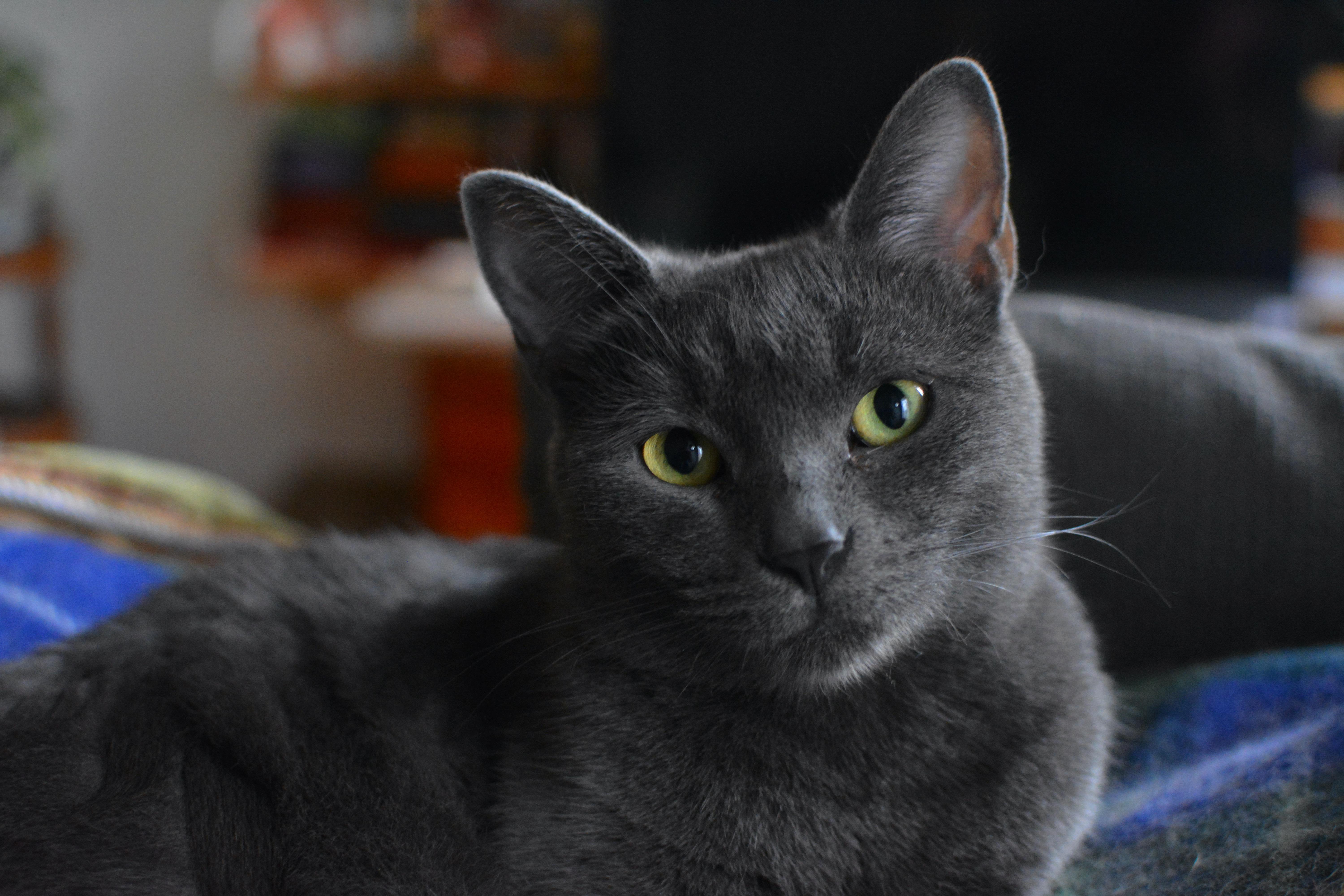 Myrtille, Adoptable, Adult Female Domestic Short Hair.