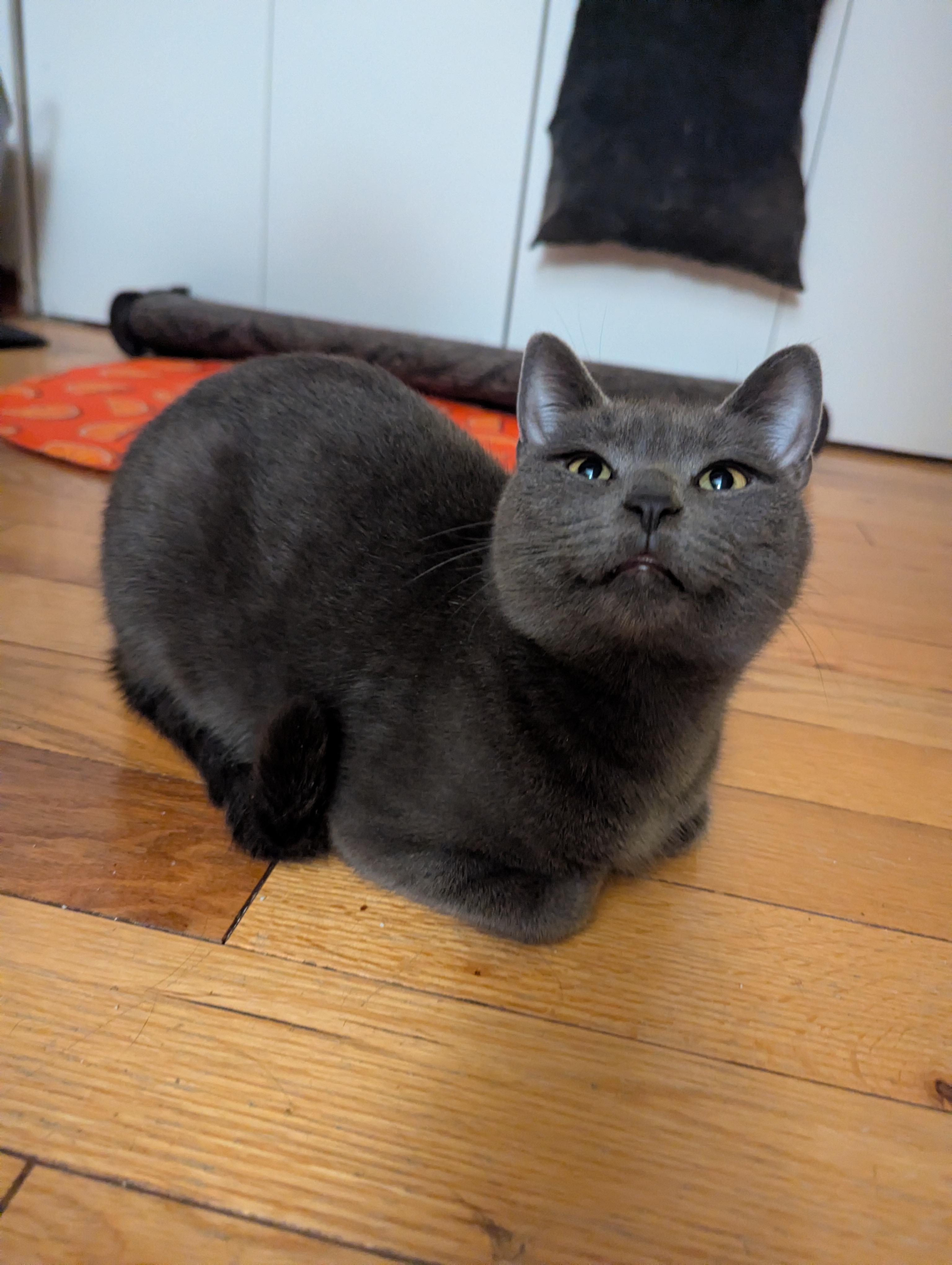 Myrtille, Adoptable, Adult Female Domestic Short Hair.