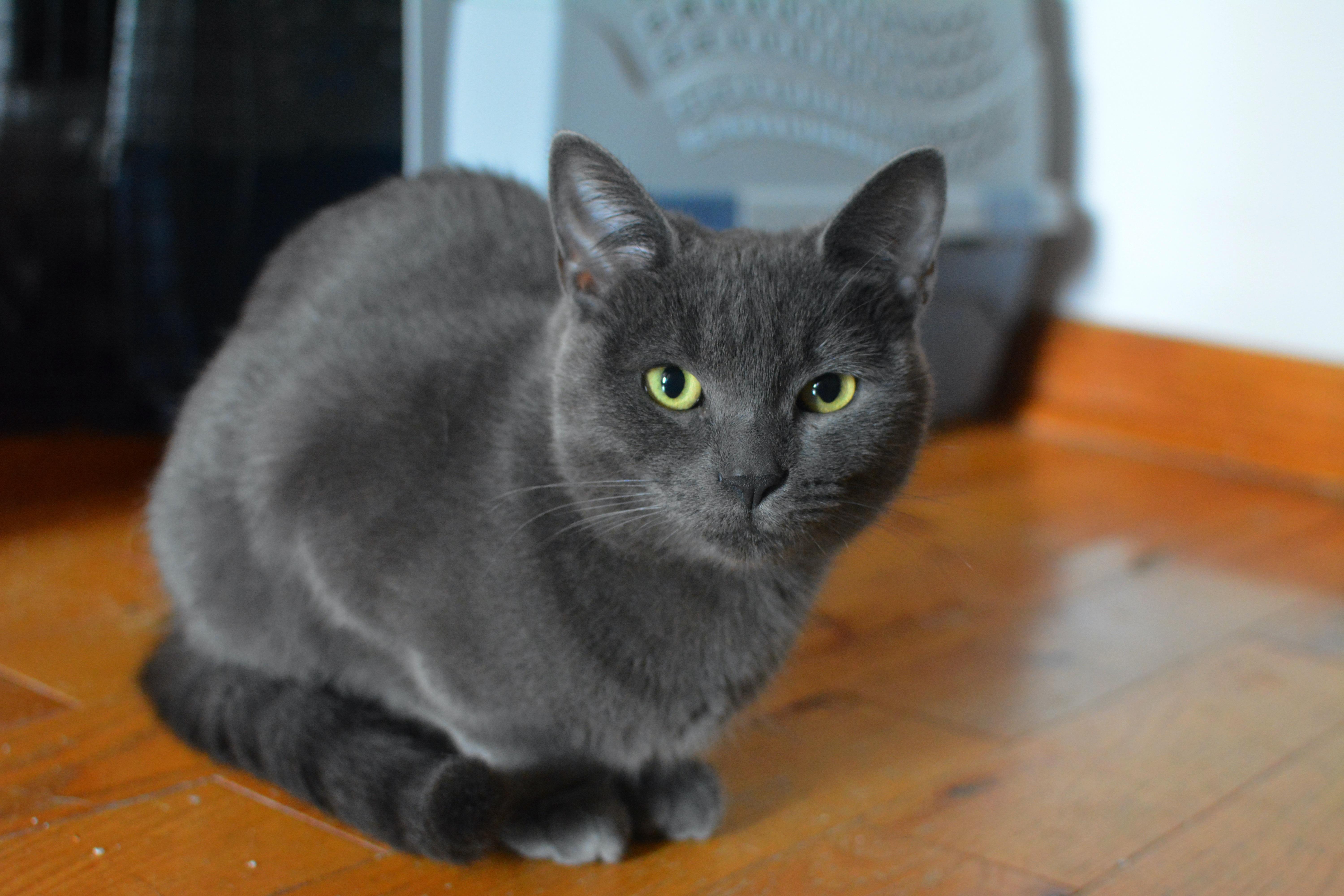 Enlarge Myrtille, a Adoptable Domestic Short Hair in Montreal, QC image 4/4