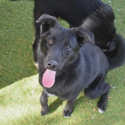 Halo, Young Female Retriever