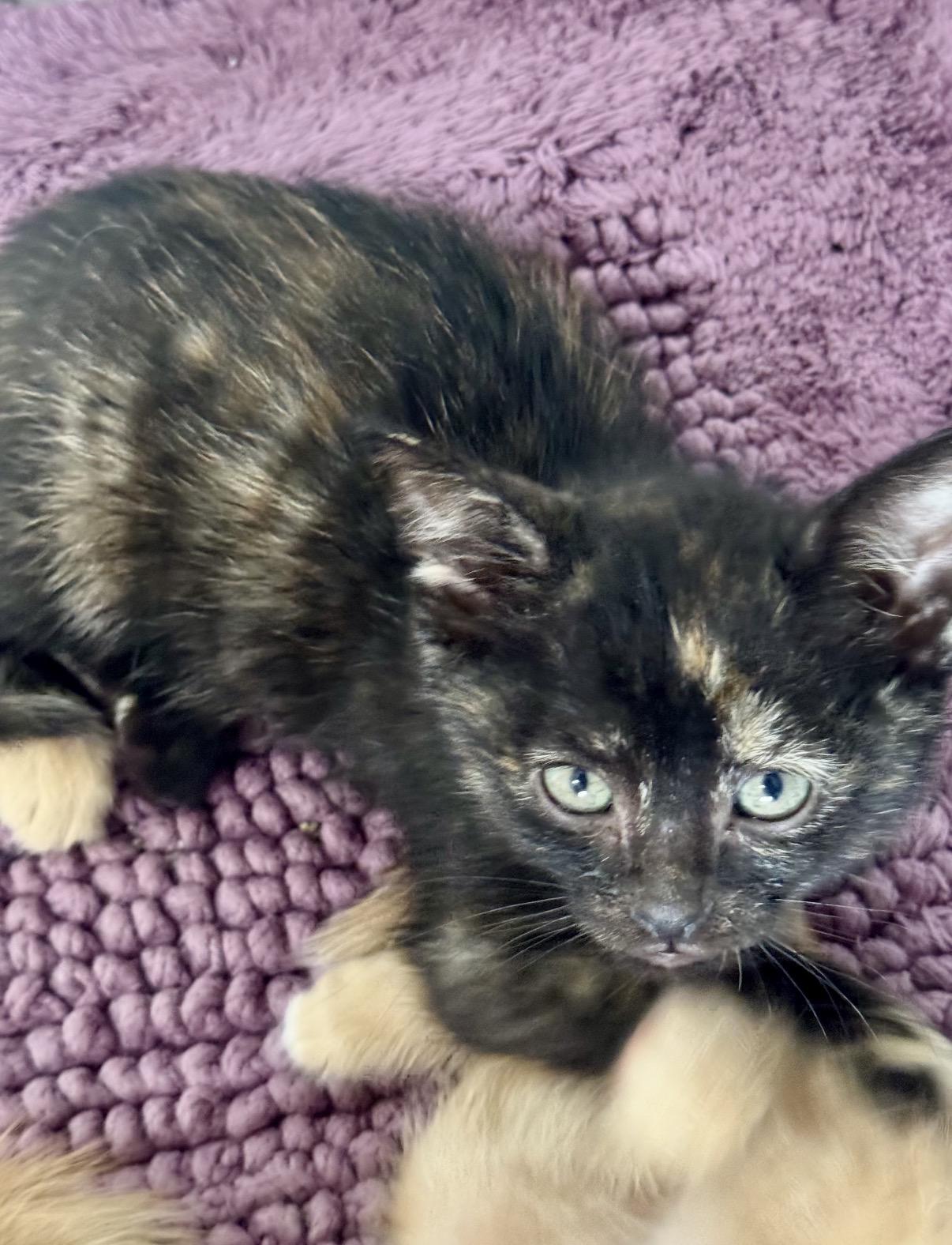 Enlarge Ash, an adopted Domestic Short Hair in Lemont, IL image 1/1