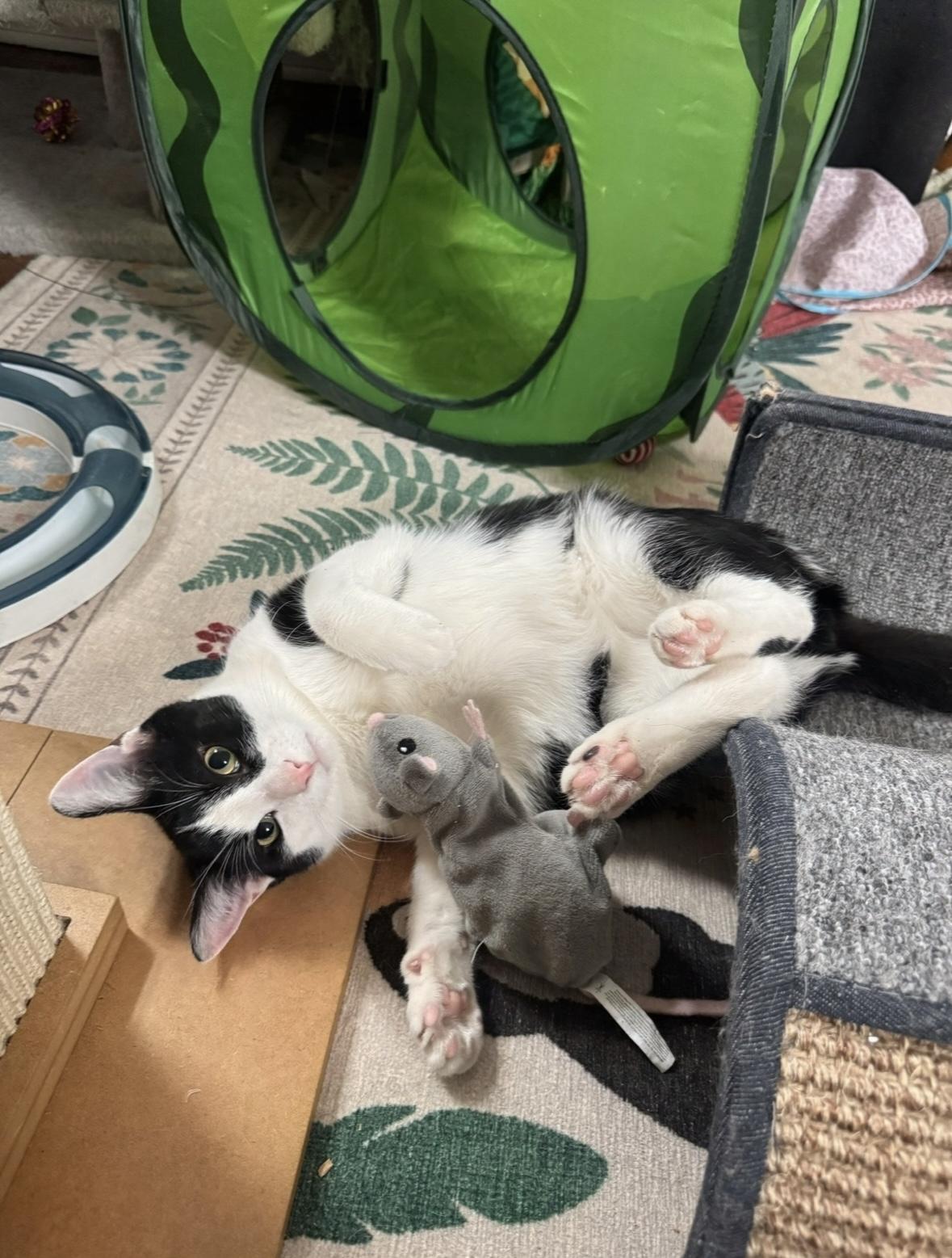 Enlarge FETTUCINI, a Adoptable Domestic Short Hair in Chicago Ridge, IL image 1/6