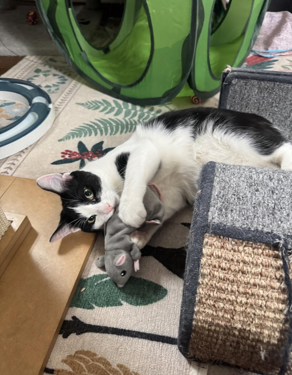 FETTUCINI, Adoptable, Young Male Domestic Short Hair.