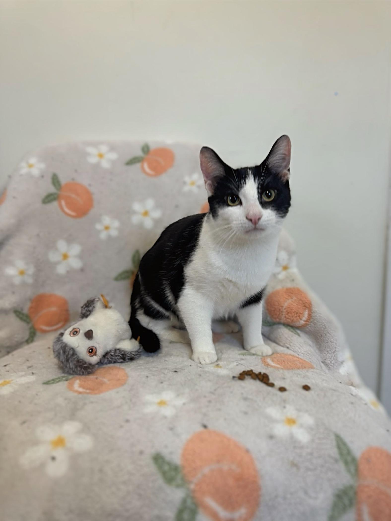 Enlarge FETTUCINI, a Adoptable Domestic Short Hair in Chicago Ridge, IL image 3/6