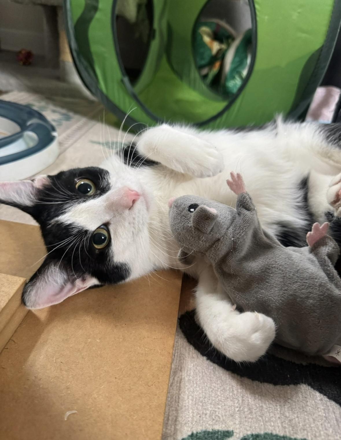 FETTUCINI, a Adoptable Domestic Short Hair in Chicago Ridge, IL image 5/6