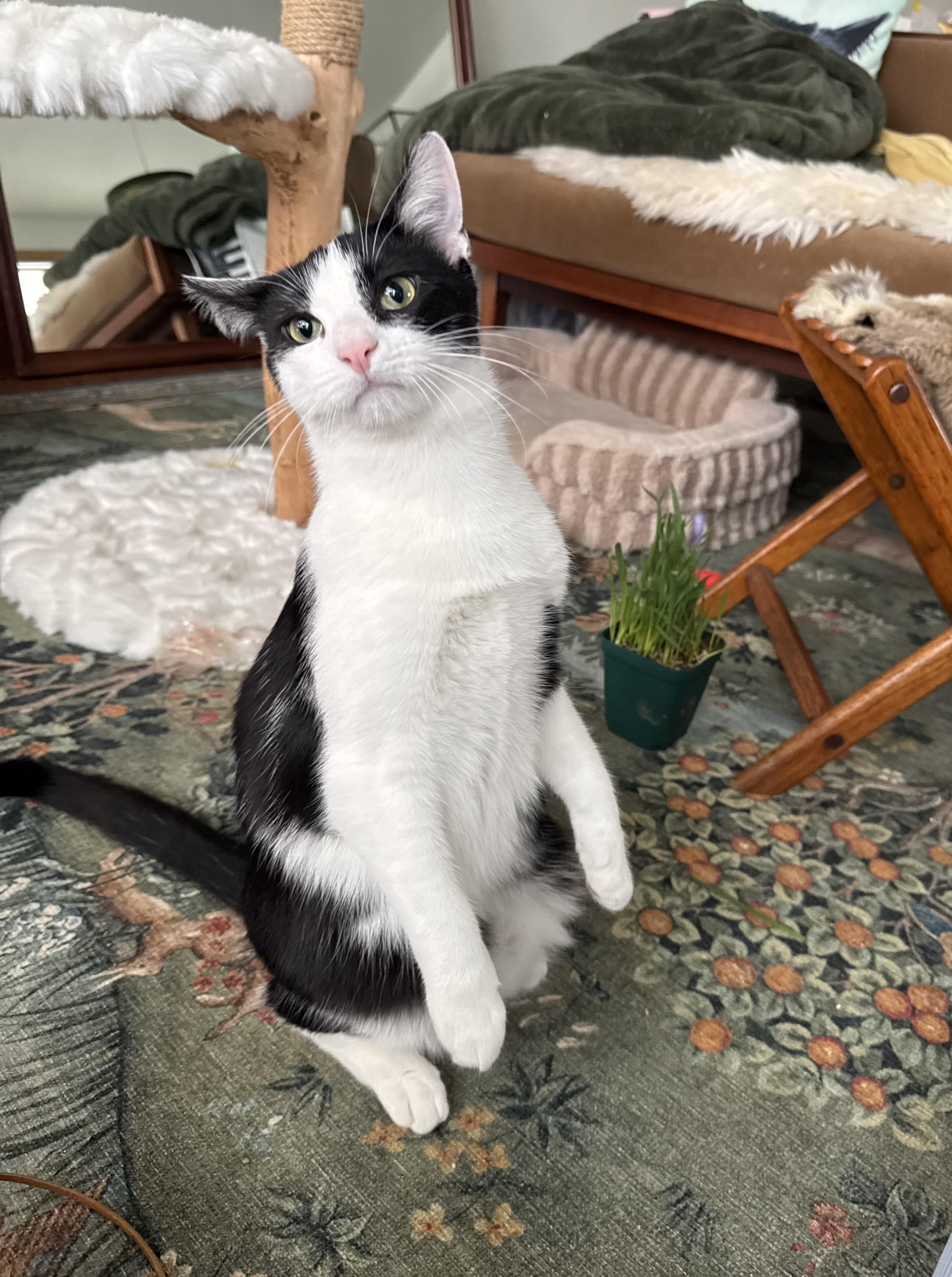 FETTUCINI, a Adoptable Domestic Short Hair in Chicago Ridge, IL image 6/6