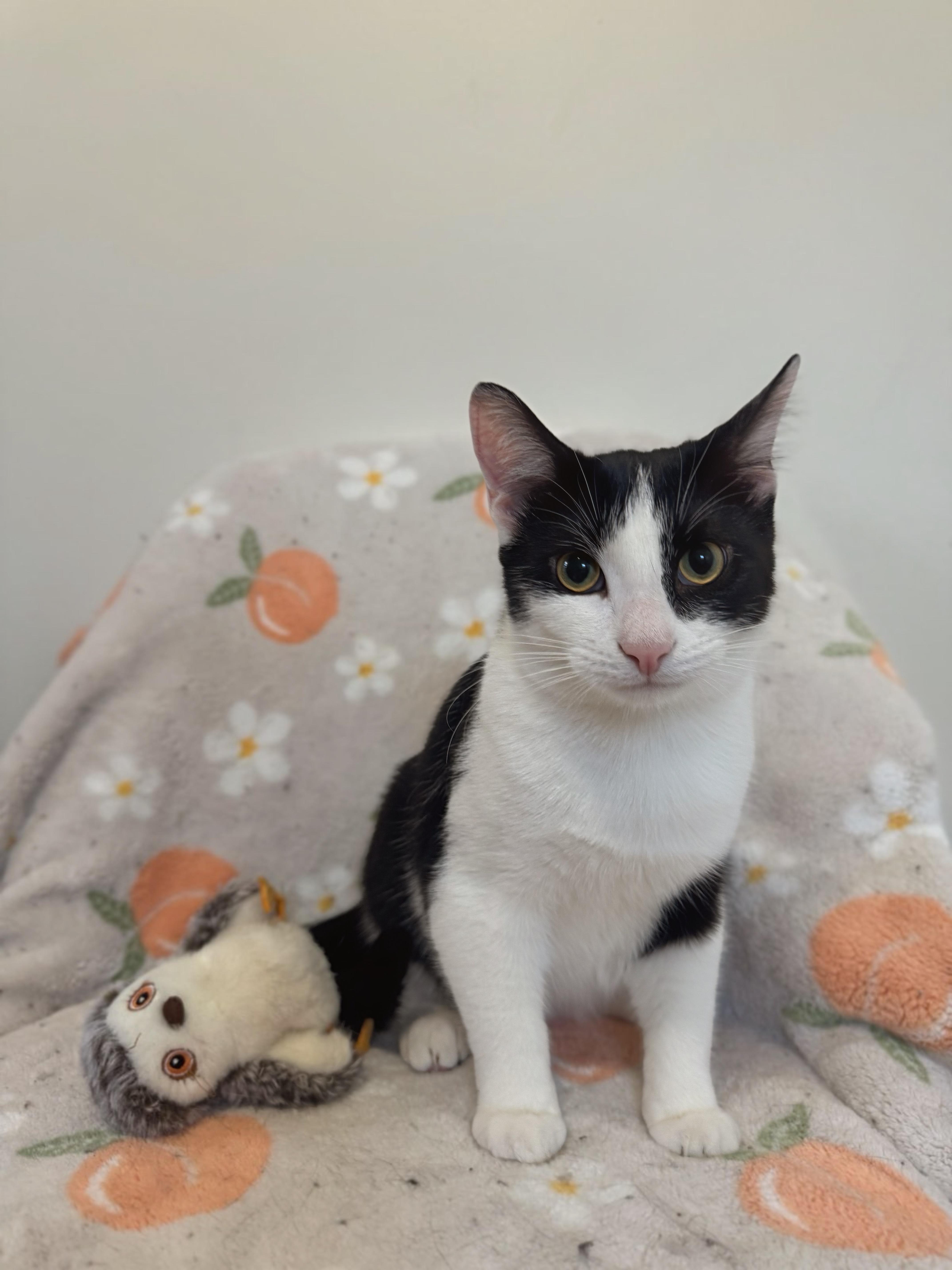 Enlarge FETTUCINI, a Adoptable Domestic Short Hair in Chicago Ridge, IL image 4/6