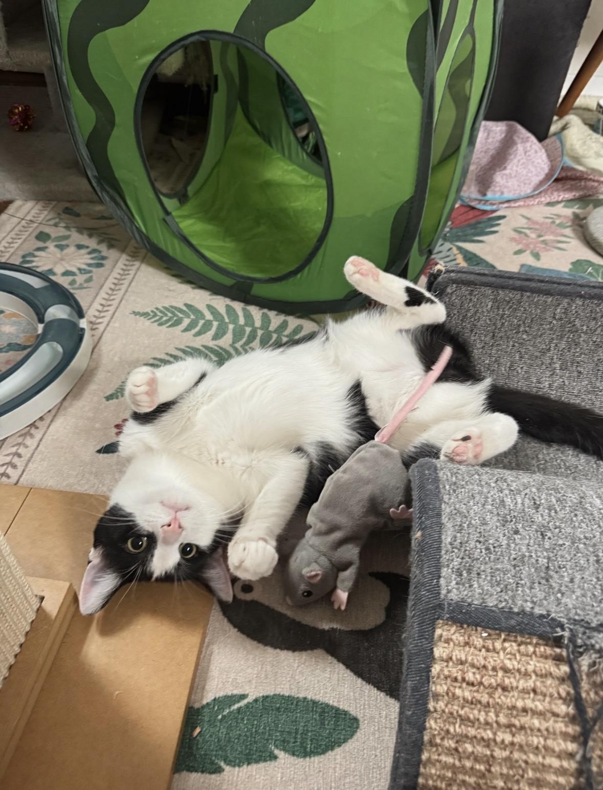 Enlarge FETTUCINI, a Adoptable Domestic Short Hair in Chicago Ridge, IL image 5/6