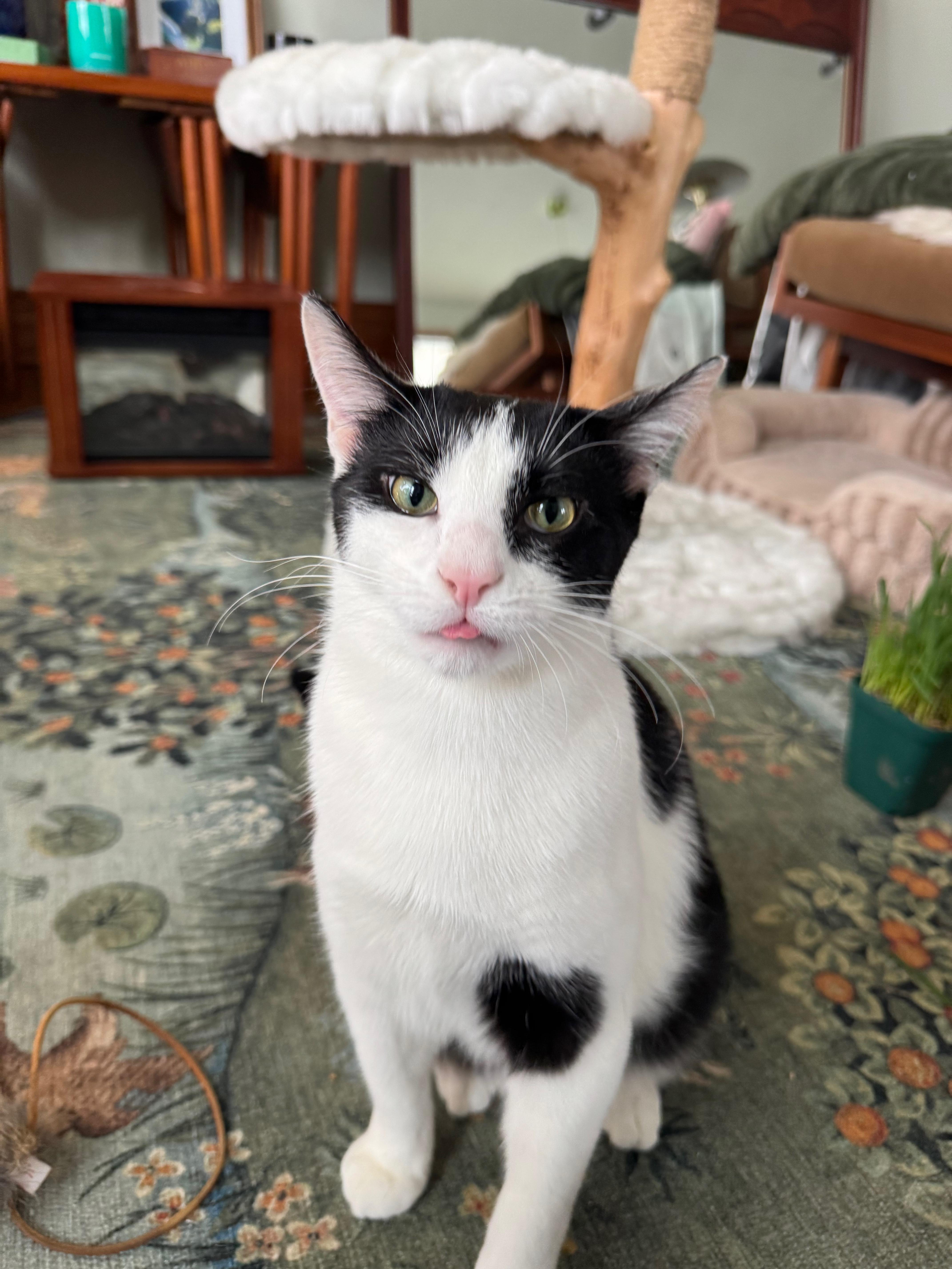 FETTUCINI, a Adoptable Domestic Short Hair in Chicago Ridge, IL image 4/6