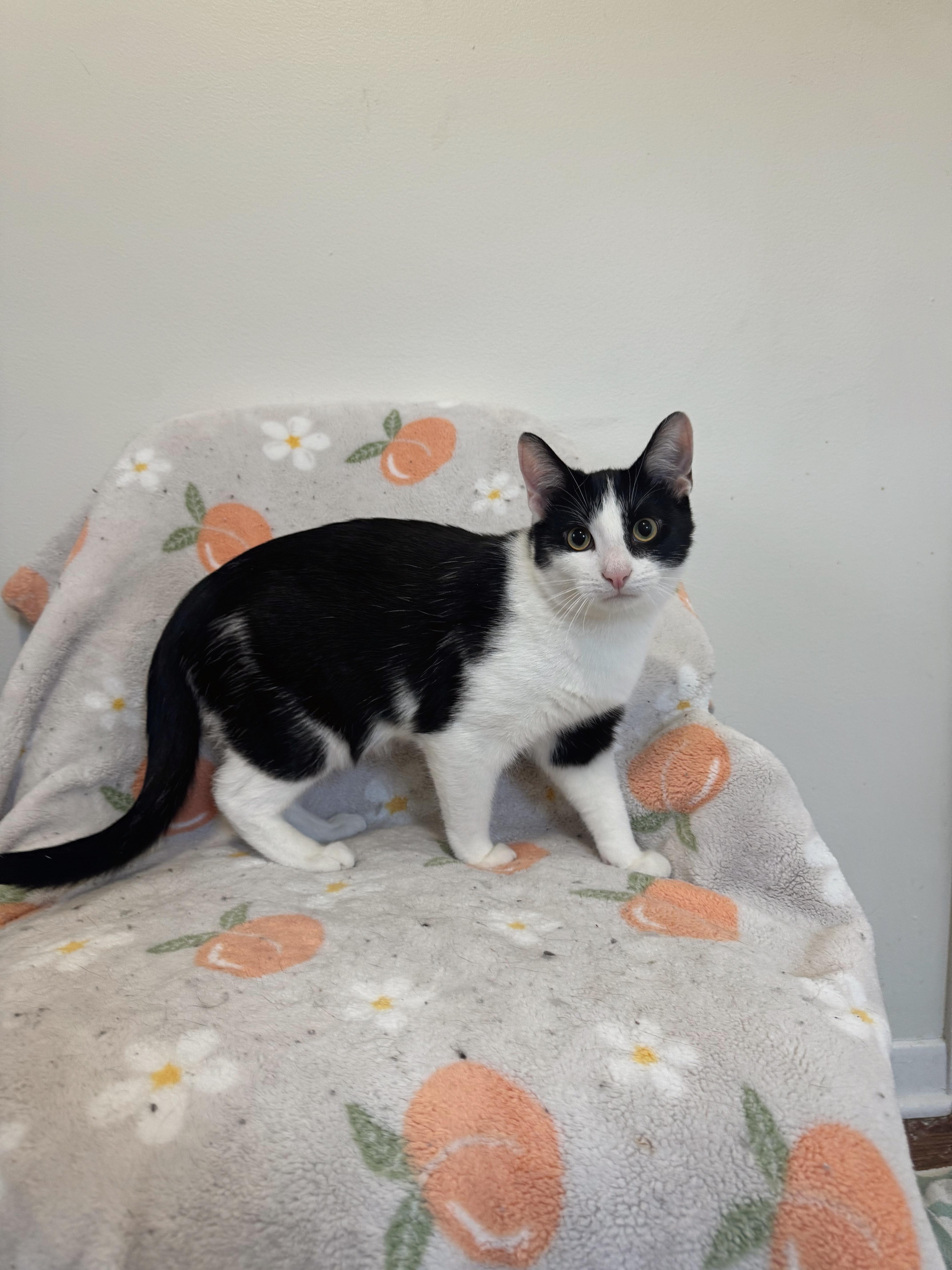 Enlarge FETTUCINI, a Adoptable Domestic Short Hair in Chicago Ridge, IL image 6/6