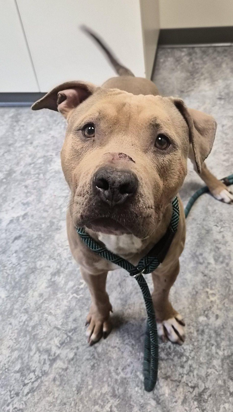 Enlarge Stan, a Adoptable Pit Bull Terrier in Hermitage, PA image 1/1