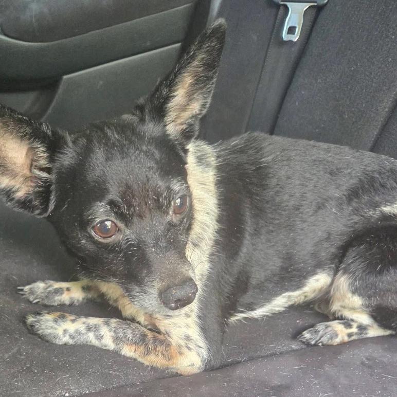 Moochie aka Russell Scout, a Adoptable mixed breed in Gulfport, MS image 1/6