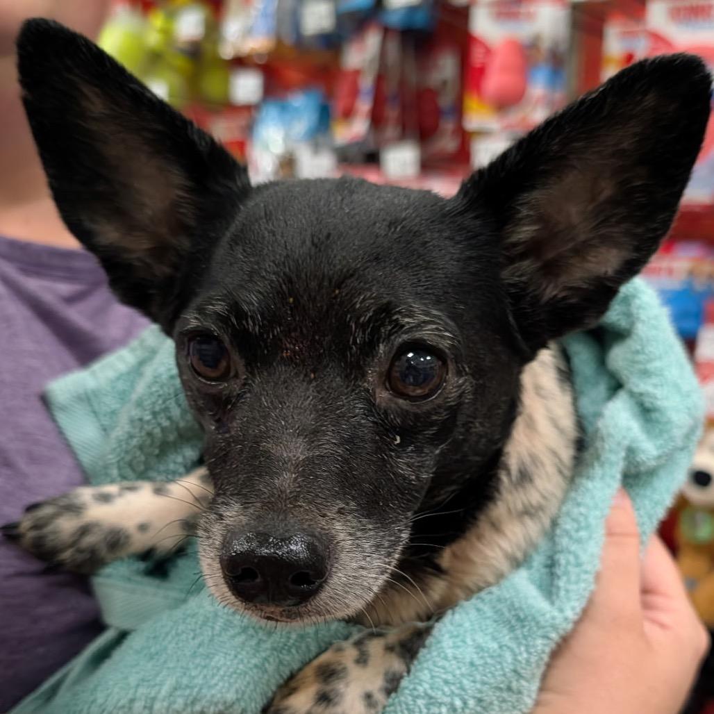 Moochie aka Russell Scout, a Adoptable mixed breed in Gulfport, MS image 5/6