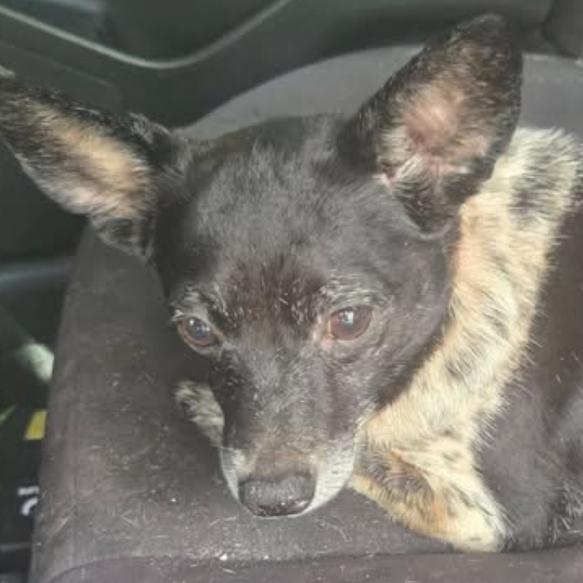 Moochie aka Russell Scout, a Adoptable mixed breed in Gulfport, MS image 6/6