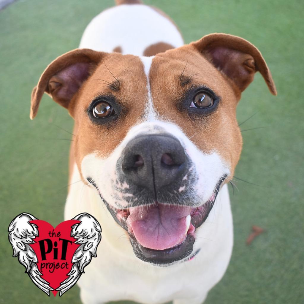 Petunia, a Adoptable American Staffordshire Terrier in Saint Petersburg, FL image 2/2