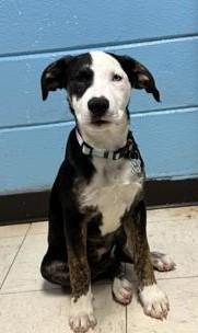 Ruby, Adoptable, Puppy Female Shepherd & Mixed Breed.