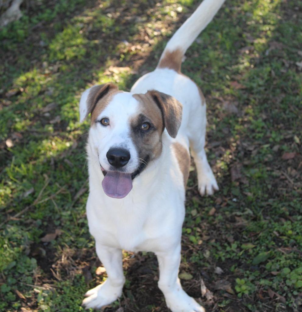 Toffee, Adopted, Young Male Terrier.
