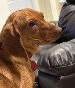 REBA, Adoptable, Young Female Dachshund.