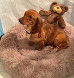 Enlarge REBA, a Adoptable Dachshund in Katy, TX image 2/3