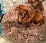 REBA, Adopted, Young Female Dachshund.