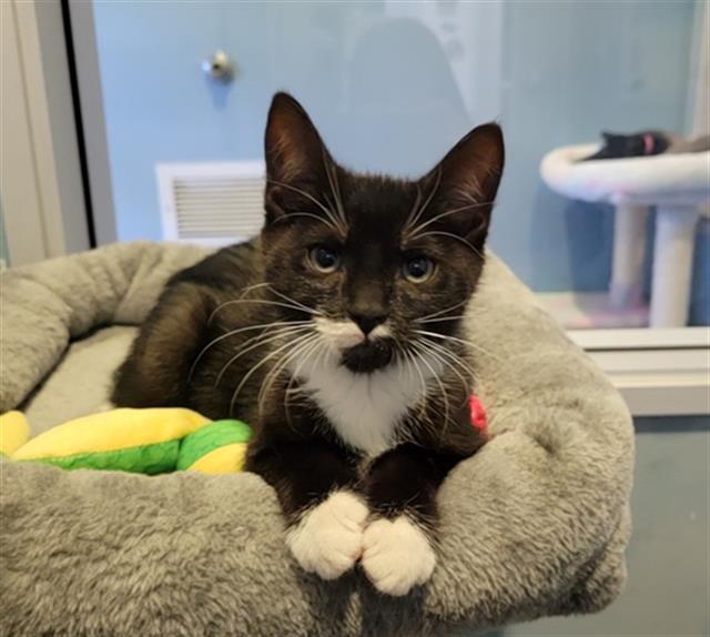LEON, Adoptable, Kitten Male Domestic Short Hair.