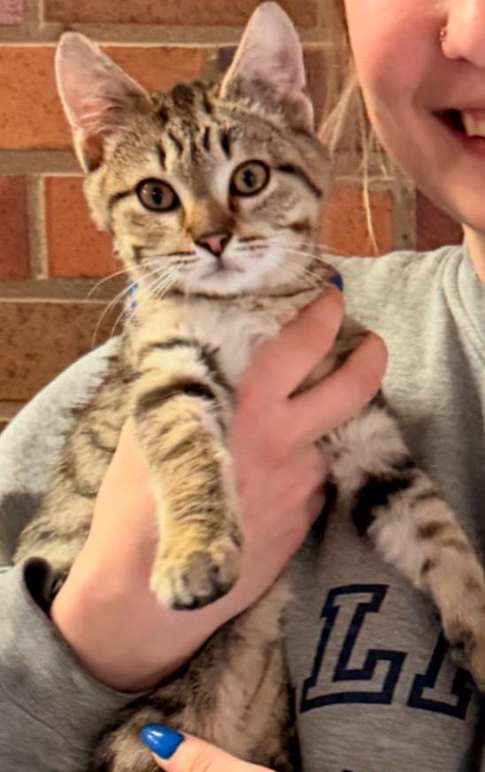 Enlarge Benny, a Adopted mixed breed in Muskegon, MI image 1/1