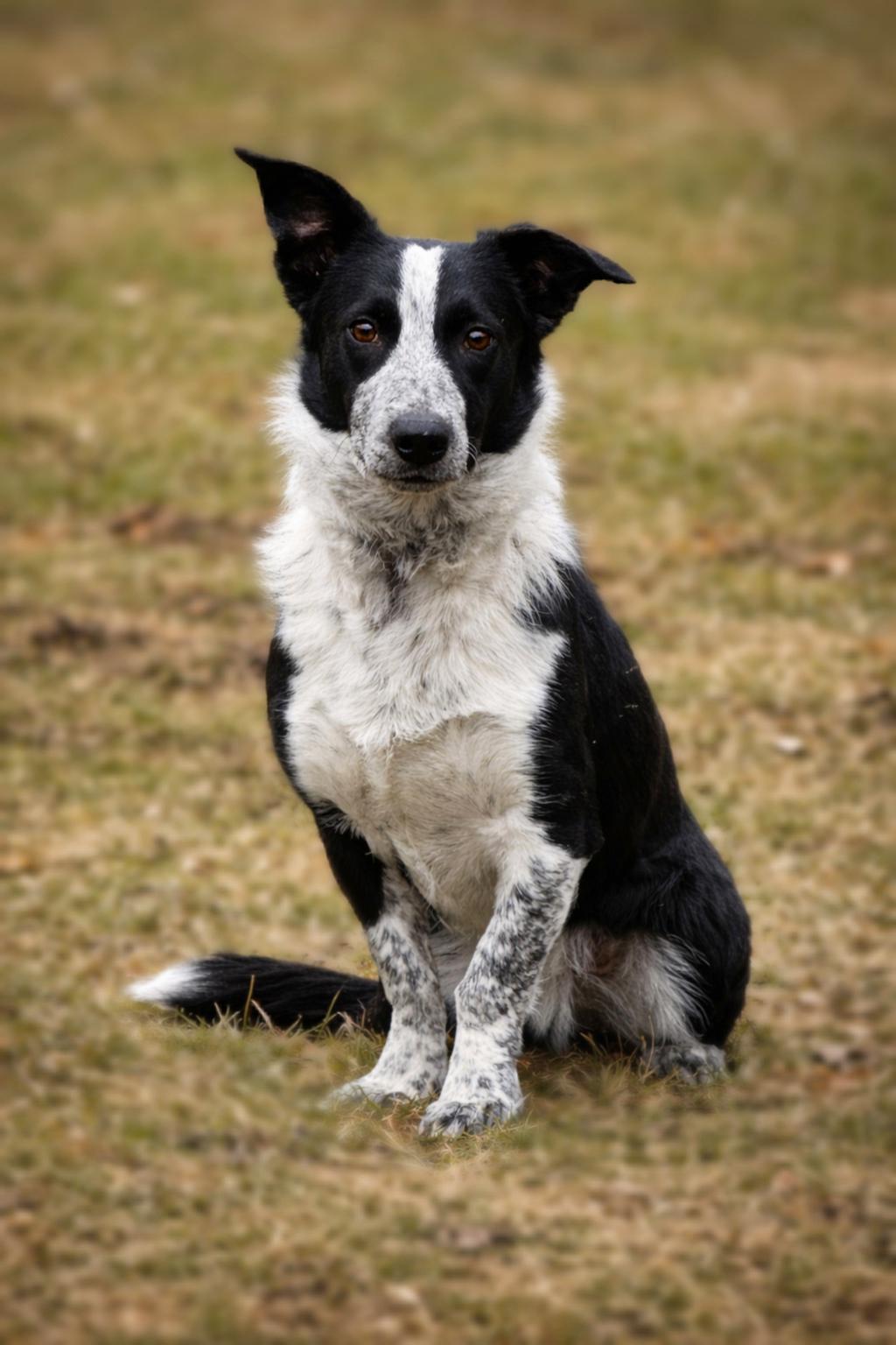 Banjo, ADOPTABLE, Young Male Border Collie & Corgi.