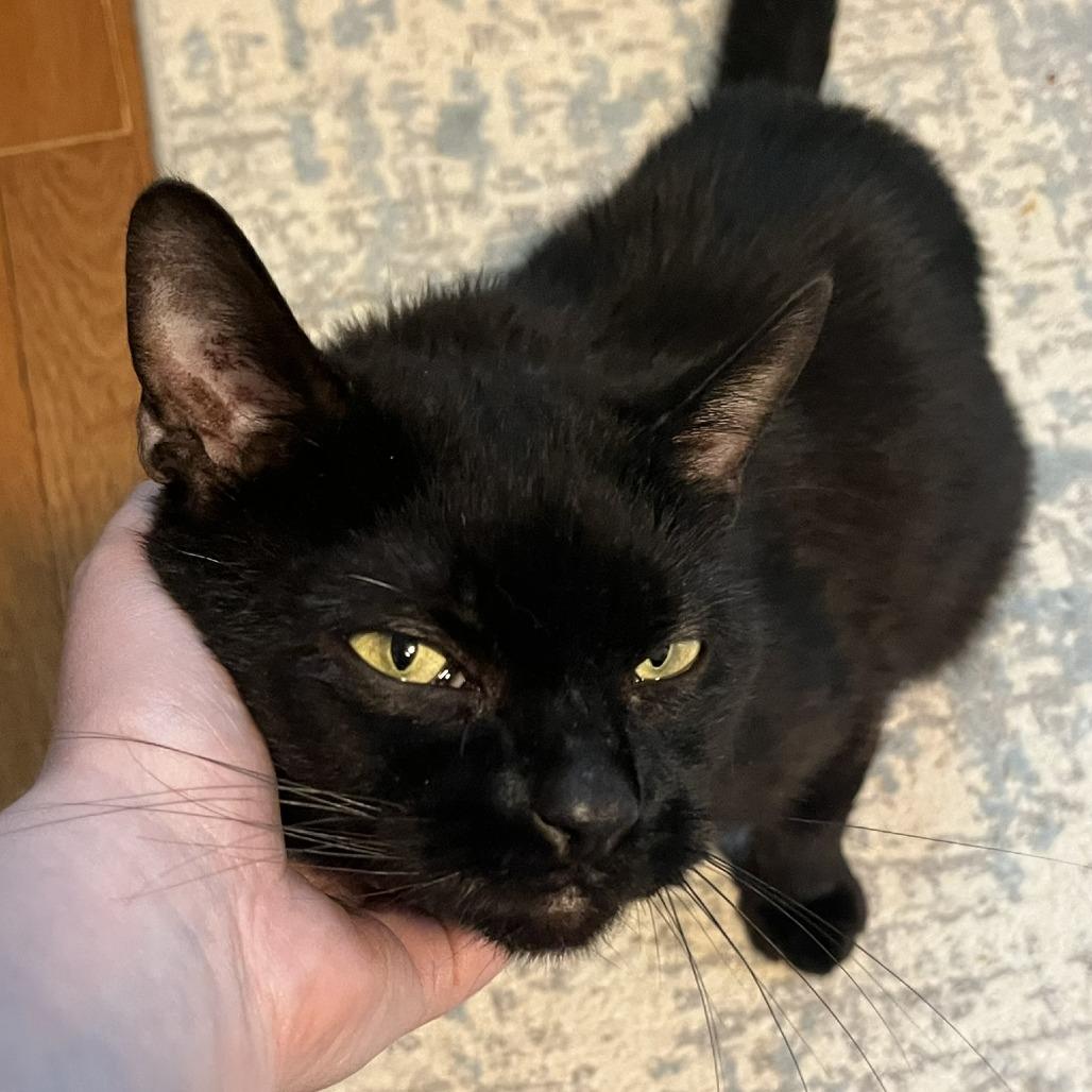 Tippy, a Adoptable Domestic Short Hair in Ashland, MA image 1/4