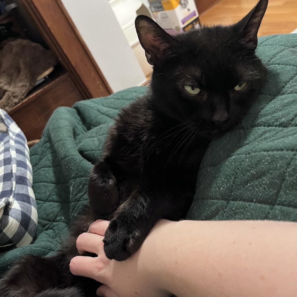 Tippy, a Adoptable Domestic Short Hair in Ashland, MA image 2/4