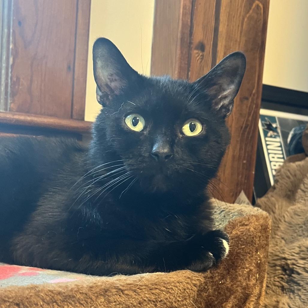 Tippy, a Adoptable Domestic Short Hair in Ashland, MA image 3/4