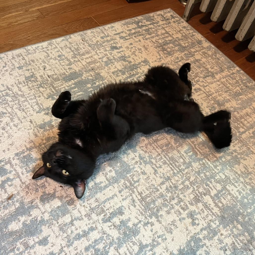Tippy, a Adoptable Domestic Short Hair in Ashland, MA image 4/4