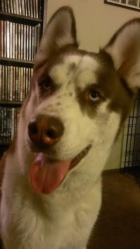 Thor, Adopted, Adult Male Siberian Husky.