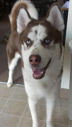 Enlarge Thor, a Adopted Siberian Husky in Cuyahoga Falls, OH image 2/3