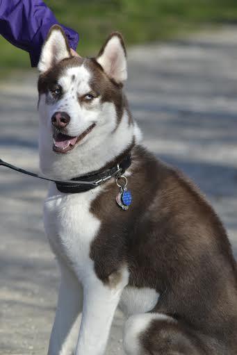 Enlarge Thor, a Adopted Siberian Husky in Cuyahoga Falls, OH image 3/3
