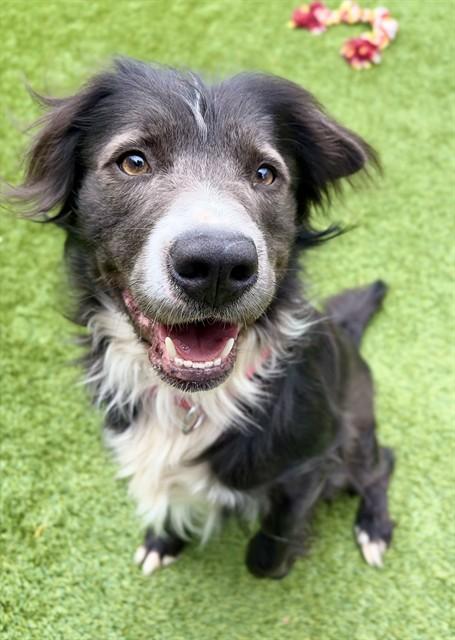 GIBSON, Adoptable, Adult Male Border Collie & Terrier.