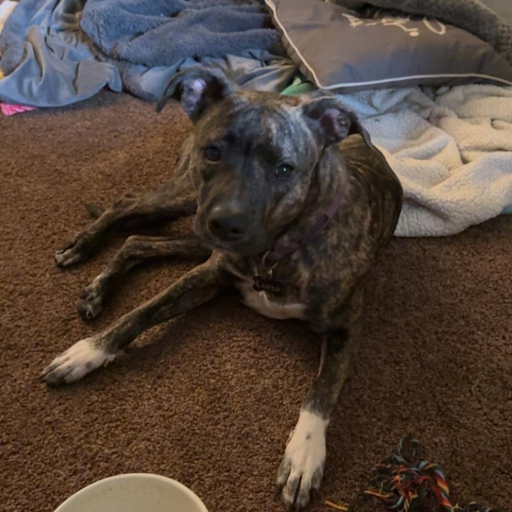 Luna - Courtesy Post, Adoptable, Adult Female Pit Bull Terrier & Plott Hound.