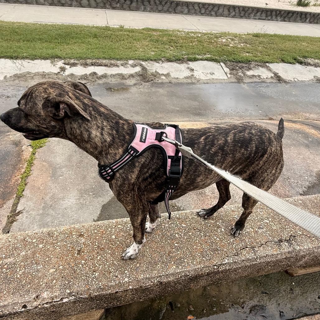 Enlarge Luna - Courtesy Post, a Adoptable mixed breed in Gulfport, MS image 2/3