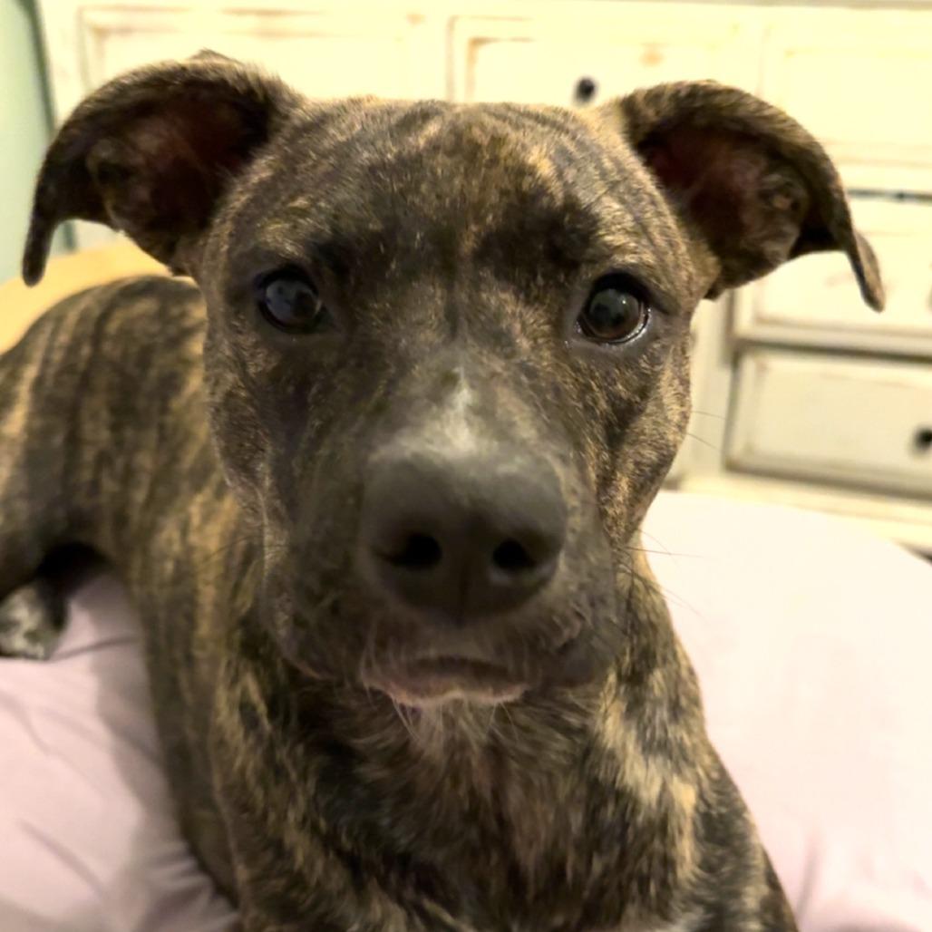 Enlarge Luna - Courtesy Post, a Adoptable mixed breed in Gulfport, MS image 3/3