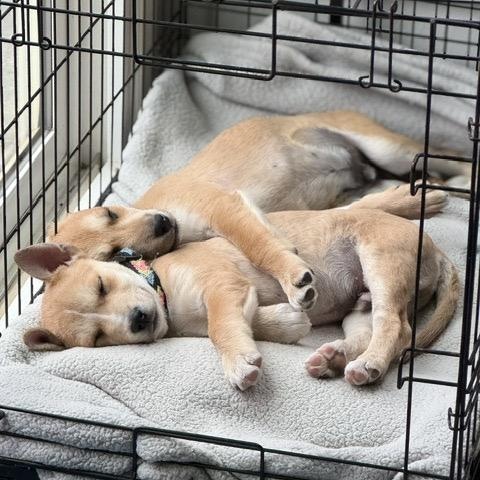 Brio, a Adoptable mixed breed in San Diego, CA image 6/6