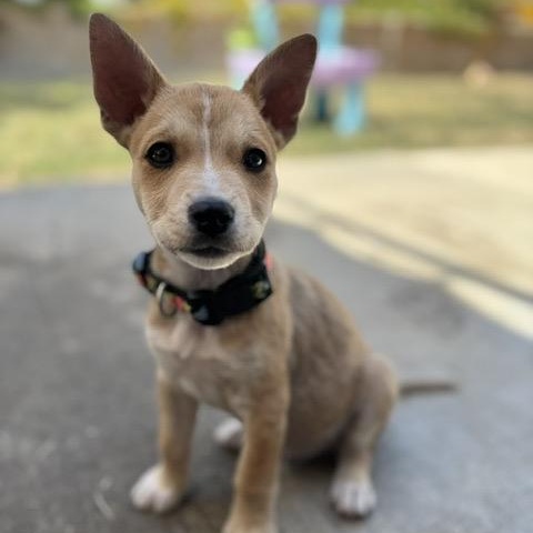 Brio, a Adoptable mixed breed in San Diego, CA image 2/6