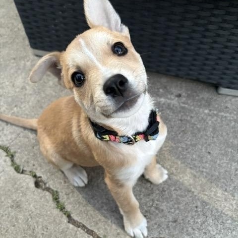 Brio, a Adoptable mixed breed in San Diego, CA image 3/6