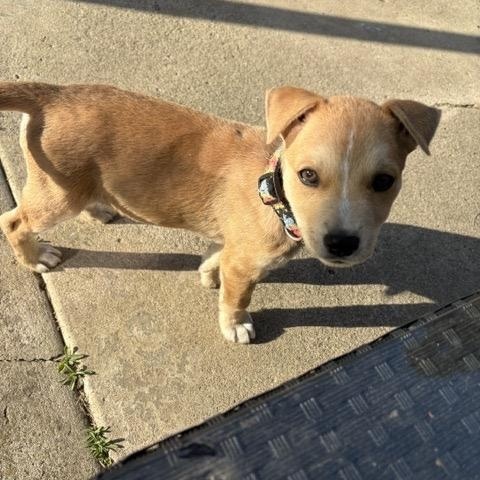 Brio, a Adoptable mixed breed in San Diego, CA image 4/6
